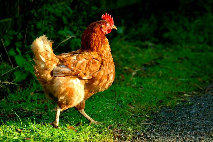 a brown chicken standing on top of a grass covered field