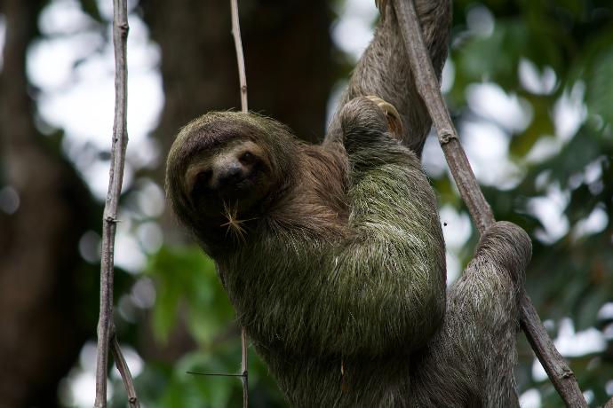 gray and brown monkey on tree branch during daytime